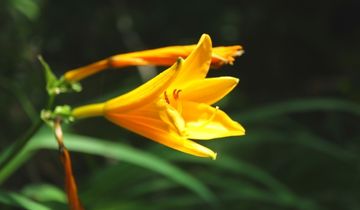 この夏視線独占！イエローゼブラの履いてるだけで二度見確定！KEEN ヨギ31 この夏視線独占！イエローゼブラの履いてるだけで二度見確定！KEEN ヨギ31