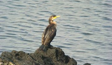 ウミウ | 隠岐の宝物たち・ジオパークサイト一覧 | Oki Islands UNESCO