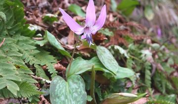 カタクリ 大津久カタクリの里 | 隠岐の宝物たち・ジオパークサイト一覧 | Oki