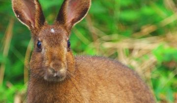 オキノウサギ | 隠岐の宝物たち・ジオパークサイト一覧 | Oki Islands