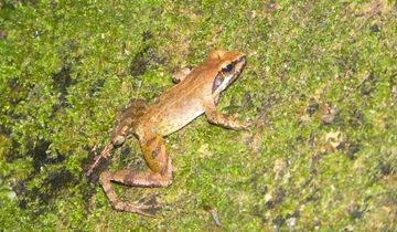 オキタゴガエル | 隠岐の宝物たち・ジオパークサイト一覧 | Oki