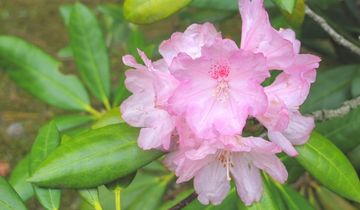 オキシャクナゲ | 隠岐の宝物たち・ジオパークサイト一覧 | Oki