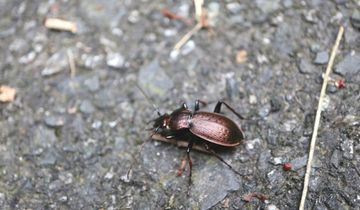 オキオサムシ | 隠岐の宝物たち・ジオパークサイト一覧 | Oki Islands