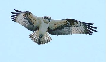 ミサゴ | 隠岐の宝物たち・ジオパークサイト一覧 | Oki Islands UNESCO