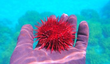 アカウニ | 隠岐の宝物たち・ジオパークサイト一覧 | Oki Islands