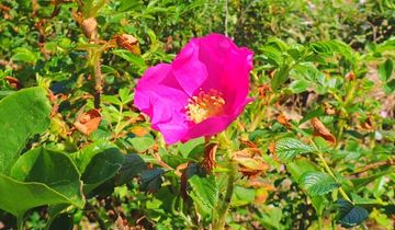 ハマナス | 隠岐の宝物たち・ジオパークサイト一覧 | Oki Islands