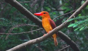 アカショウビン アカショウビン | 隠岐の宝物たち・ジオパークサイト一覧 | Oki