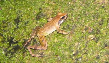 オキタゴガエル | 隠岐の宝物たち・ジオパークサイト一覧 | Oki